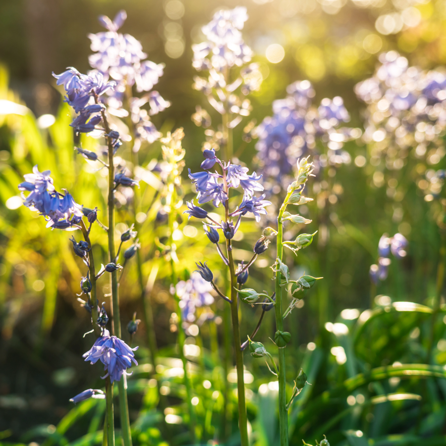 British Seasonal Flowers